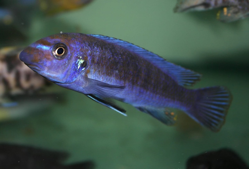 Labeotropheus trewavasae 'Lion's Cove'